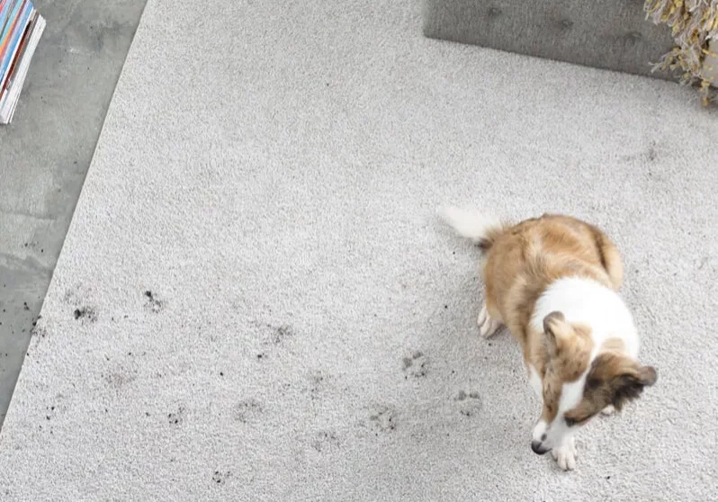 Area rug | TUF Flooring LLC