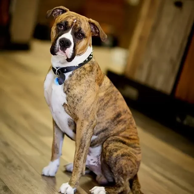 Finn Pet | TUF Flooring LLC